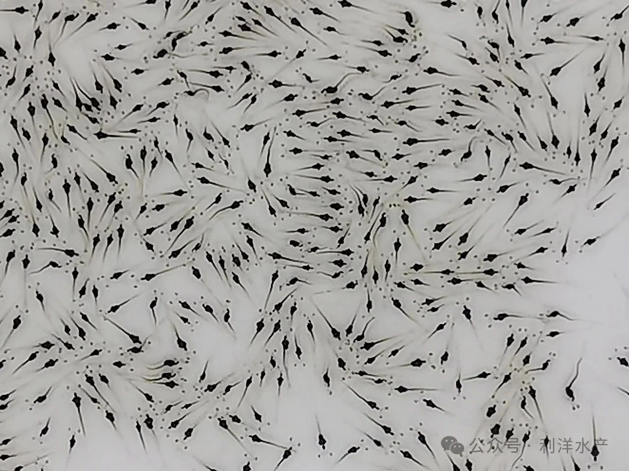 利洋公司蝦苗場順利通過ISO9001質(zhì)量管理體系認(rèn)證